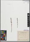 Foto von Salix purpurea L. x Salix repens L.